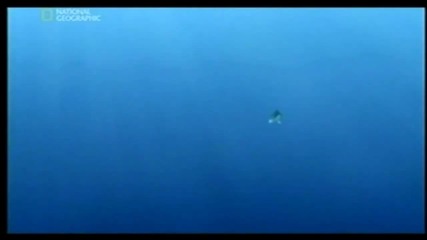 Dolphin army part 2 ( Делфинска армия част 2)