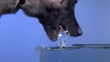 Куче пие вода в забавен кадър 