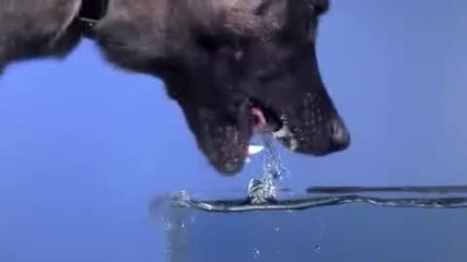 Куче пие вода в забавен кадър