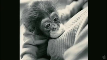 Project Nim *2011* Trailer