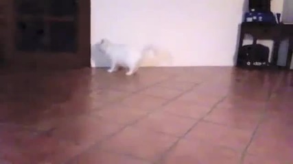 Какво уплаши котката