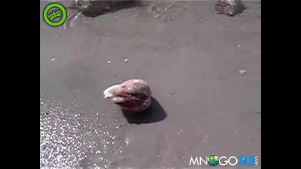 Тази мида извади крак !
