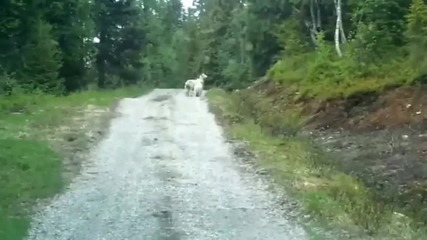 Интересно видео ! Ще видите как овце се справят с вълк ! Невероятни са !