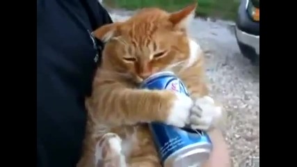 Котка пие Бира