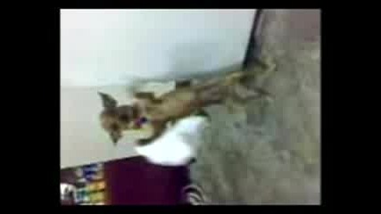 ku4e varti gybeka
