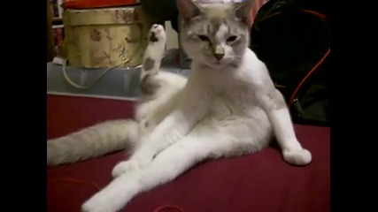 Котка застанала по мн. интересен начин 