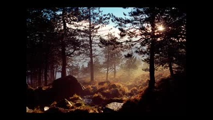 Aquaria - Into the Forest 