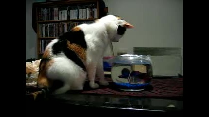 Котка И Риба