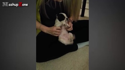Cute Puppies - A Cute Puppy Videos Compilation 2015