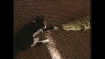 Котка си играе с крокодилче