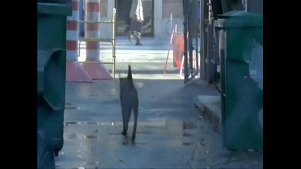 Куче избягва от Кучкар по мн як начин 