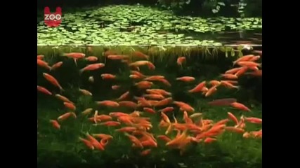 Glowing Fish