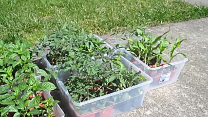 How to Grow a Garden from Seed. Soil Prep Starting Tomato Seeds Container Gardening Plant - Youtube