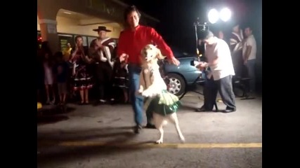 Невероятно Видео! Няма Да Повярвате Това Куче Как Танцува Меренге!