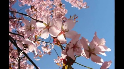 Медитативна музика на фона на красиви цветя