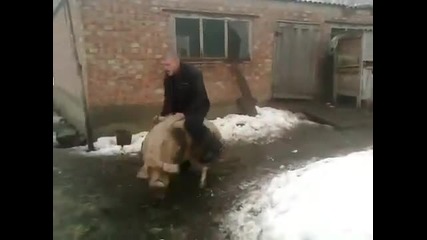 Свинско родео в Русия