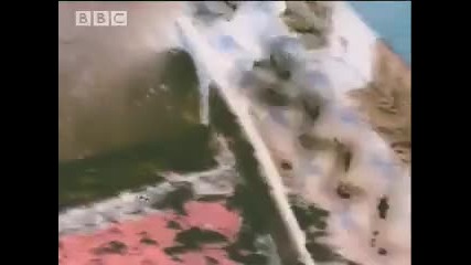 Bbc Nature Mega Tsunami - Alaskan Super Wave - Amazing Survival 