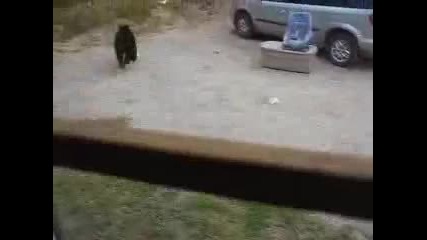 Котка напада мечка , смях! 
