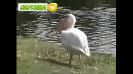 Пеликан се ебава с малко пеликанче 