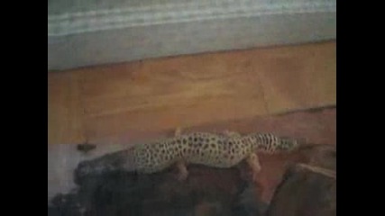 Leopard Gekon se hrani