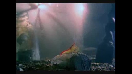 National Geografic - Pistol Shrimp