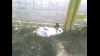 Заек