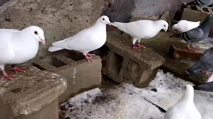 Пощенски гълъби