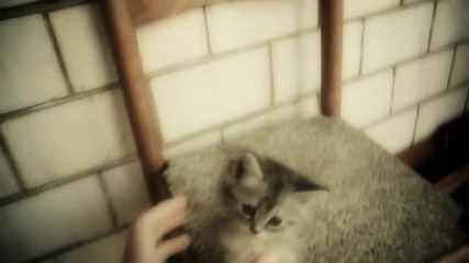 [hd] Игра хвани котката - Cat Game Fun