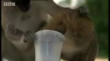 Карибски Маймуни - Алкохолици