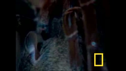 Giant Tarantula 