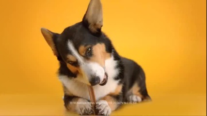 Doggie Dentures - Pedigree Dentastix Commercial