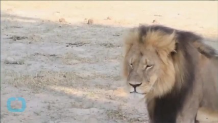 Conservation Responds to Dentist Who Killed Cecil the Lion
