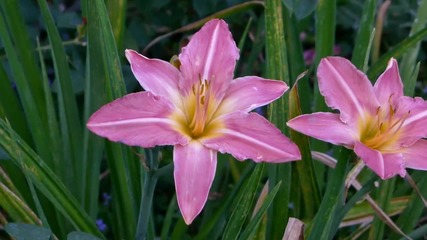 Ernesto Cortazar - Munequita Linda - Lilies In Water And Earth