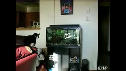 Тъпа котка иска да яде рибка от аквариум :d