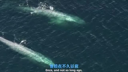 Bbc Planet Earth (blue whale)