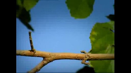 Minuscule - The Fight For The Lollipop