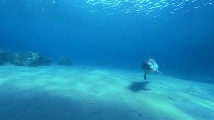 Делфините в дълбокия син океан ( Част 5 / 6 ) * H D * 
