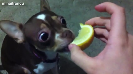 Кучета които опитват лимони - Смешна Компилация 2014