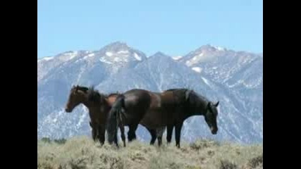 Прекрасни Диви Коне - Beautiful Wild Horses