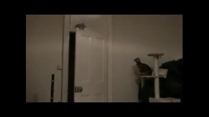 Най - умната Котка На Света 