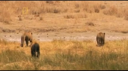 National Geographic - Lion 3/5