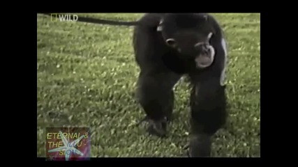 ! Шимпанзета в плен - 04, National Geographic Wild 