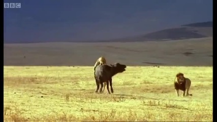 Triumph of the herbivores - Life of Mammals - Bbc 