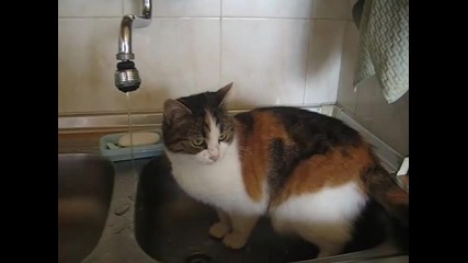 *m Котка пие вода :)