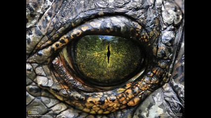 Skrillex - Reptile