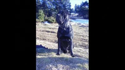 Cane Corso Dobra Poroda.flv