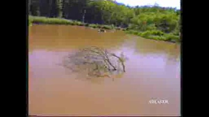 Crazy Ducks .wmv