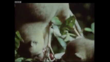 Honey bear mother and baby feeding - Jungle Nights - Bbc 