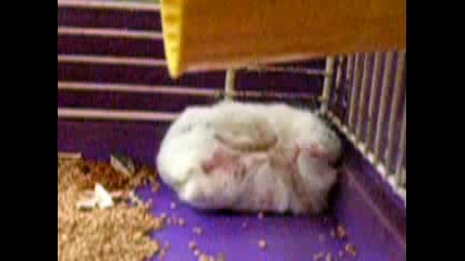 spqsht hamster 1