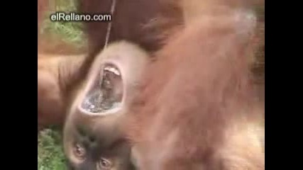 Жаден орангутан 